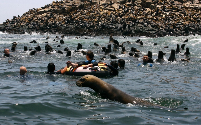 Tours A Islas Palomino + Nado Con Lobos